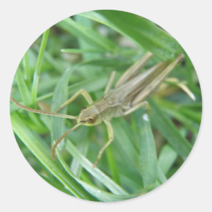 Rond Sticker Grasshopper