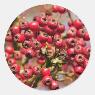 Rond Sticker Hawthorn Berries