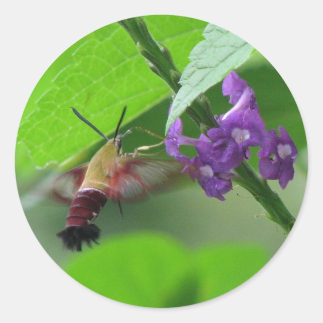 Rond Sticker Hummer Moth Vervain (Devant)