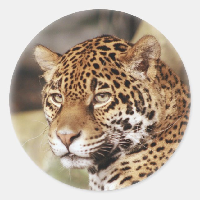 Rond Sticker Jaguar (Devant)