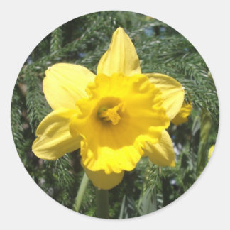 Rond Sticker Jaune Daffodique