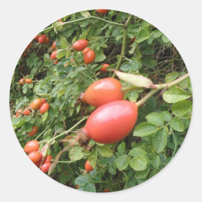 Rond Sticker Juicy Red Rose Hips (Devant)
