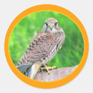 Rond Sticker Kestrel