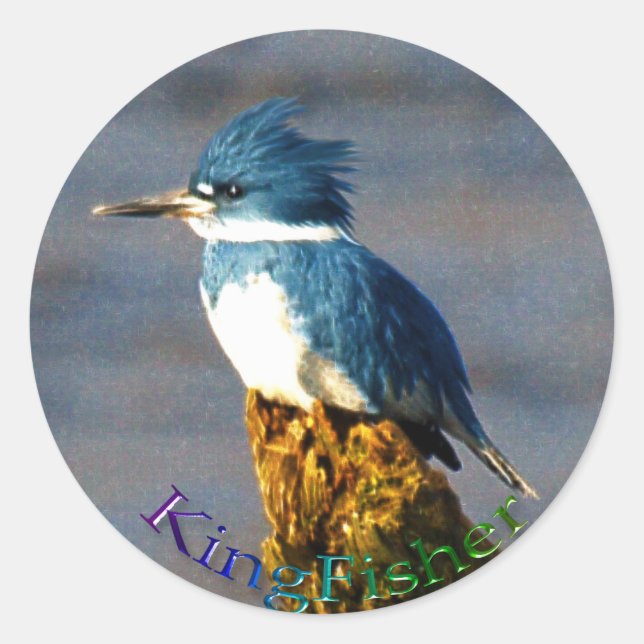 Rond Sticker Kingfisher Bird Wildlife (Devant)