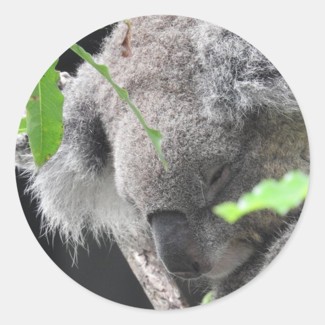 Rond Sticker Koala (Devant)