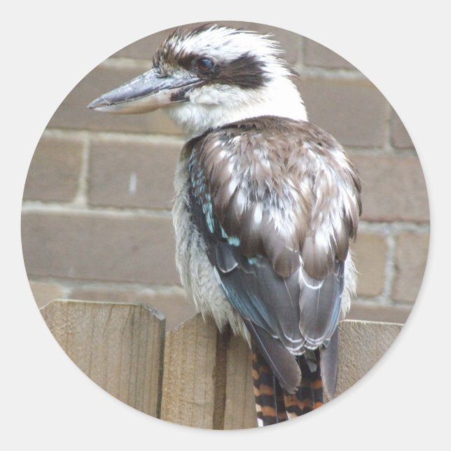 Rond Sticker Kookaburra (Devant)