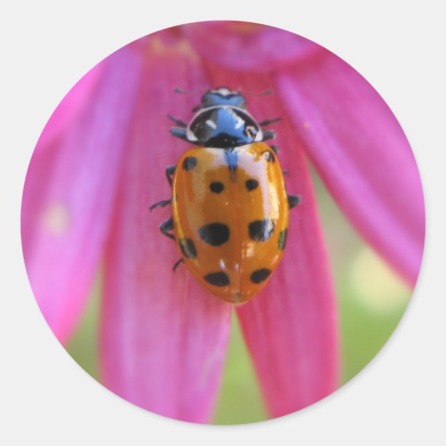 Rond Sticker Ladybug (Devant)