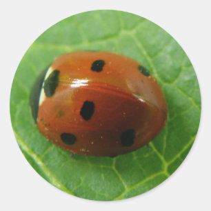 Rond Sticker Ladybug