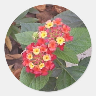 Rond Sticker Lantana Blooms