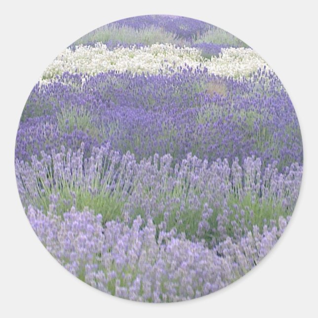 Rond Sticker Lavender (Devant)