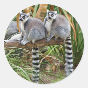 Rond Sticker Lemurs