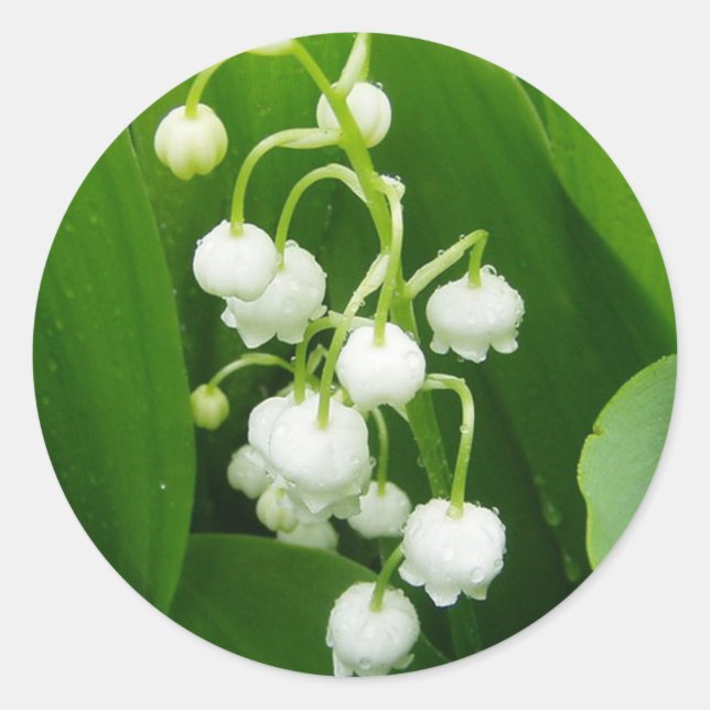 Rond Sticker Lily-of-the-Valley aux fleurs blanches (Devant)