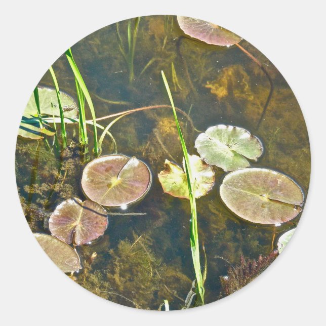 Rond Sticker Lily Pads (Devant)