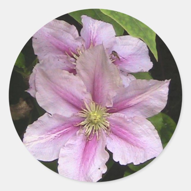 Rond Sticker Lily rose (Clematis) (Devant)