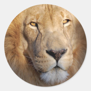 Rond Sticker Lion Images