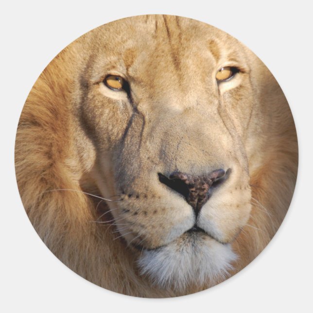 Rond Sticker Lion Images (Devant)