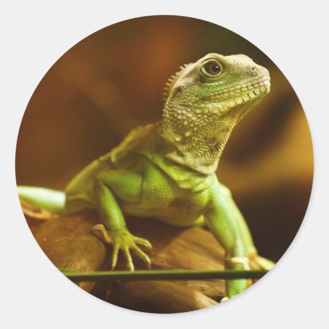 Rond Sticker Lizard Vert (Devant)