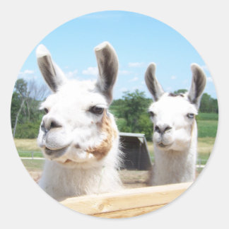 Rond Sticker Llamas