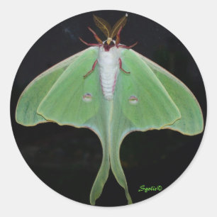 Rond Sticker Luna Moth