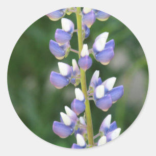Rond Sticker Lupine