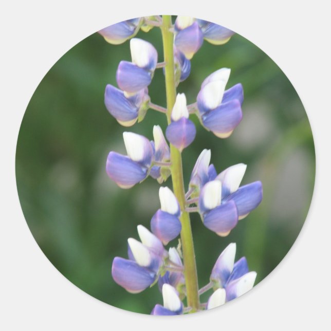 Rond Sticker Lupine (Devant)