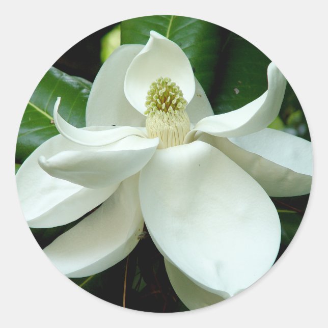 Rond Sticker Magnolia Bloom (Devant)