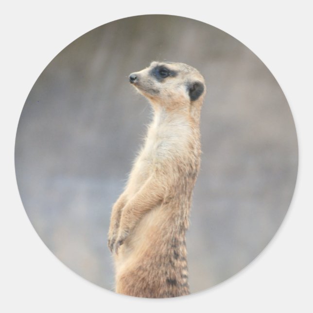 Rond Sticker Meerkat Cute (Devant)