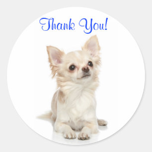 Rond Sticker Merci Long Haired Chihuahua