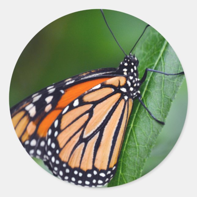 Rond Sticker Monarch (Devant)