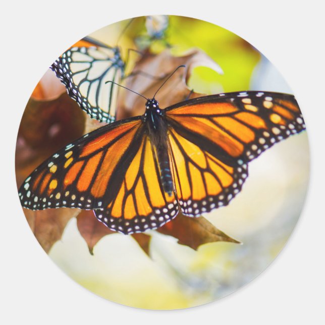 Rond Sticker Monarch (Devant)