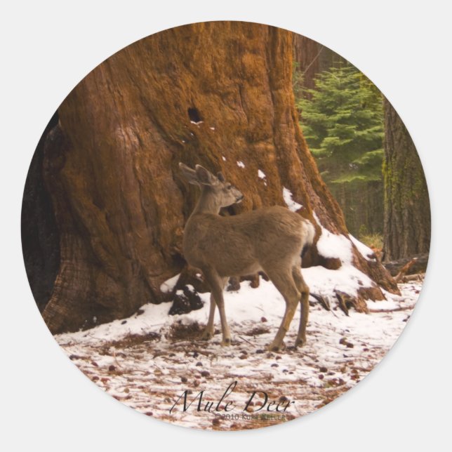 Rond Sticker Mule Deer (Devant)