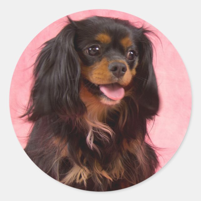 Rond Sticker noir & Tan Cavalier King Charles Pink (Devant)
