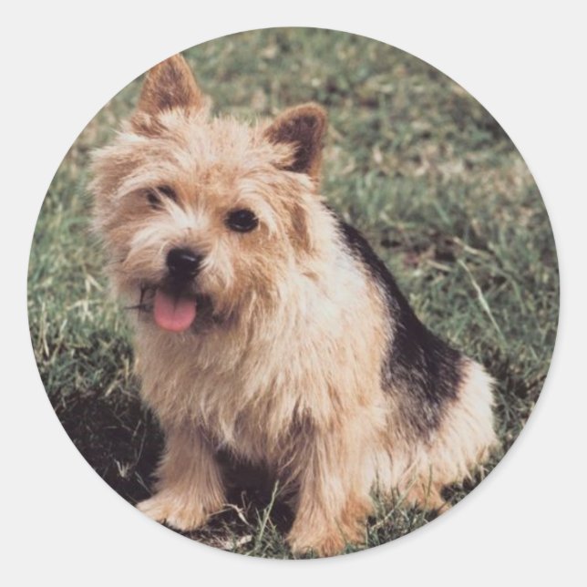 Rond Sticker Norwich Terrier (Devant)