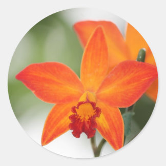Rond Sticker Orange Orchid