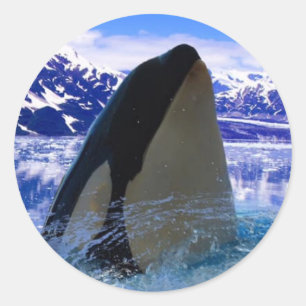 Rond Sticker Orca