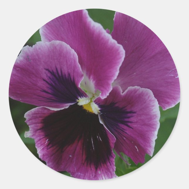 Rond Sticker Pansy Pictures (Devant)