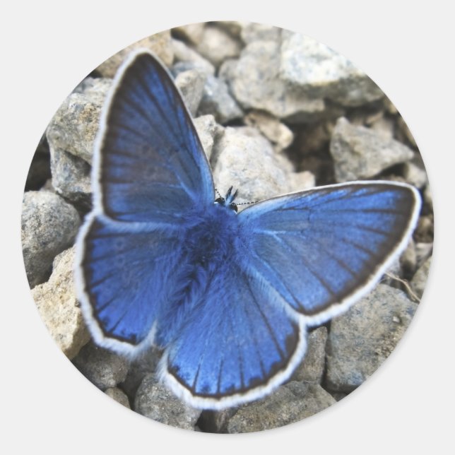 Rond Sticker papillon (Devant)