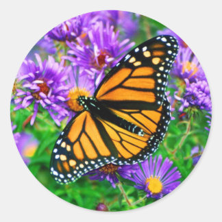 Rond Sticker papillon Monarque