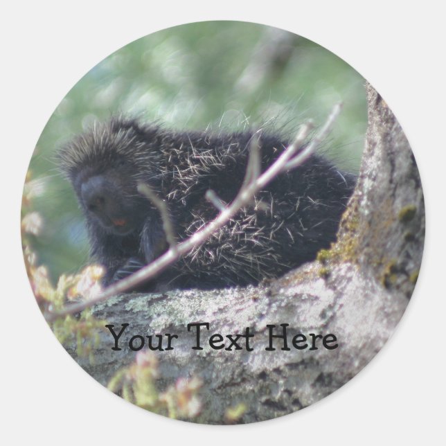 Rond Sticker Photo Animal Porcupine In Tree Wildlife (Devant)