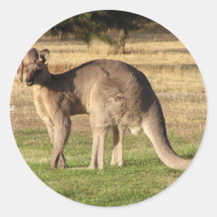 Rond Sticker photo Kangaroo