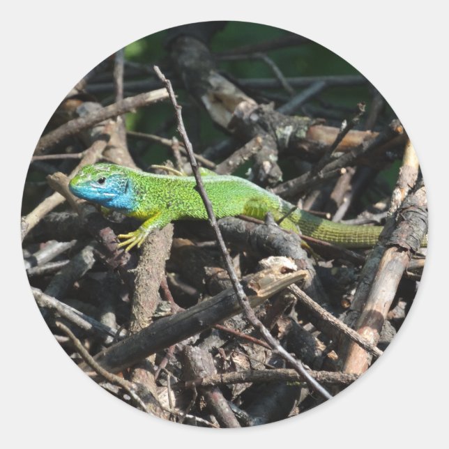Rond Sticker photo Lizard vert (Devant)