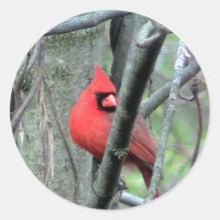 Sticker photo pour cardinal masculin