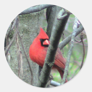 Rond Sticker photo pour cardinal masculin