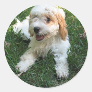 Rond Sticker photo-téléphone Cavachon Customisé, Chi