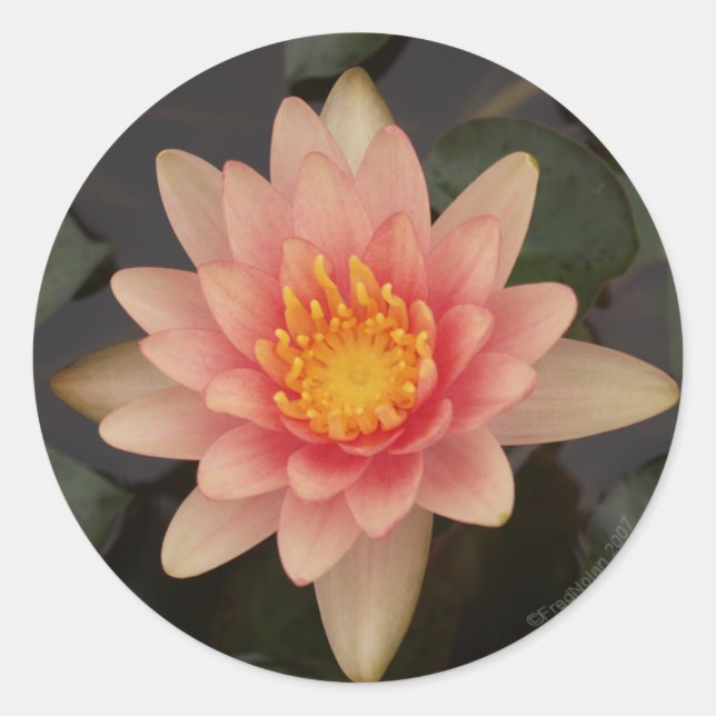 Rond Sticker Pink Water Lily v1 (Devant)