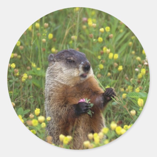 Rond Sticker Pose De Marmotte (Devant)
