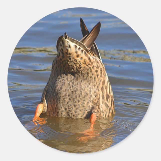 Rond Sticker pour canard haut (Devant)
