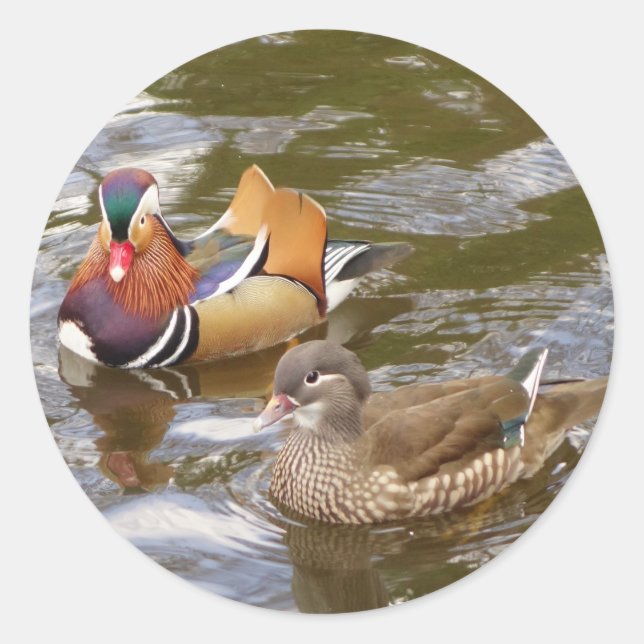 Rond Sticker pour canards mandarins (Devant)