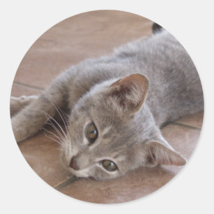 Rond Sticker pour chat gris