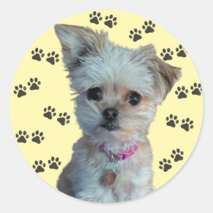 Rond Sticker pour chien